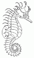 coloriage hippocampe 08