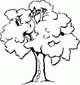 coloriage arbre 23