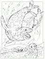 leopardseals