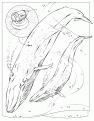 bluewhale