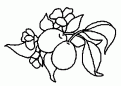 coloriage prume 02