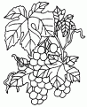 coloriage raisin 05