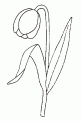 coloriage tulipe 24