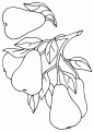 coloriage poire 14