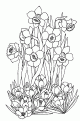 coloriage jonquille 11