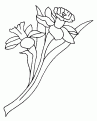 coloriage jonquille 01
