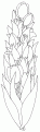 coloriage tulipe 15