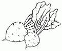 coloriage de betterave 02