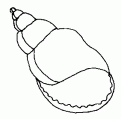 coloriage coquillage 02