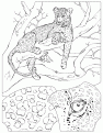 leopard