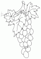 coloriage raisin 10