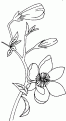 coloriage magnolia 03