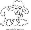 coloriage mouton 19