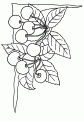 coloriage cerise 08