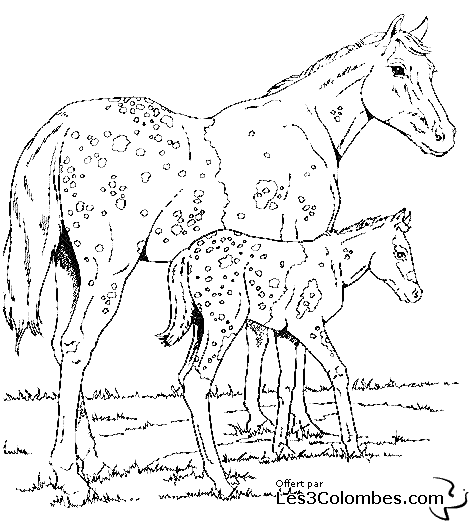 coloriagechevauxpoulain13  Coloriage en ligne gratuit pour enfant