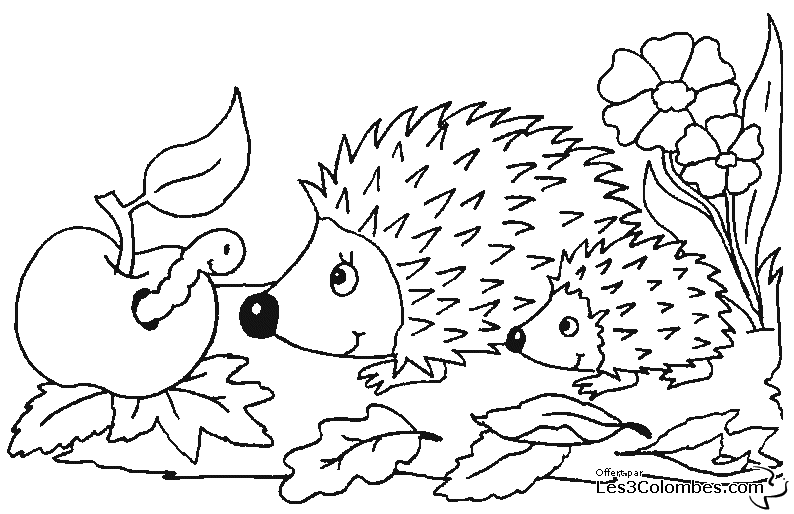 coloriage-herisson-02
