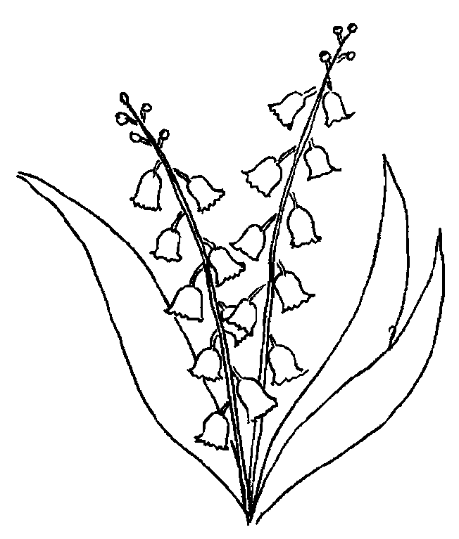 coloriage muguet 05