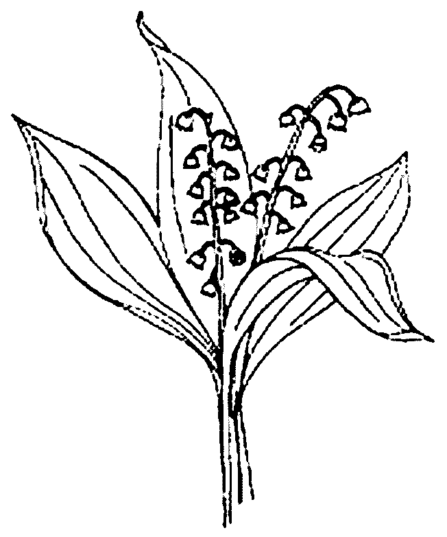 coloriage muguet 08