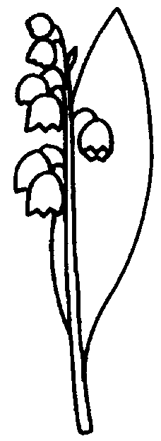 coloriage muguet 23
