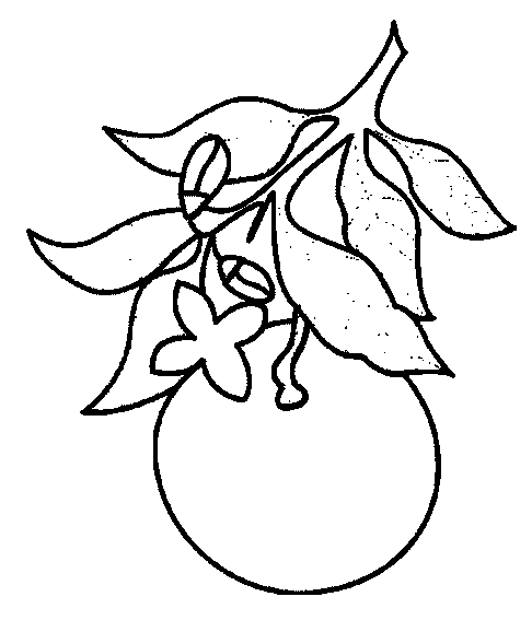 coloriage orange 04