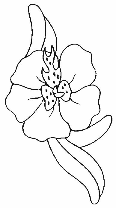 coloriage orchidee 01