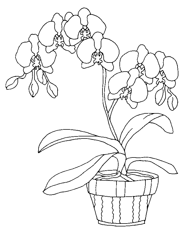 coloriage orchidee 02