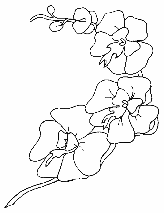 coloriage orchidee 03