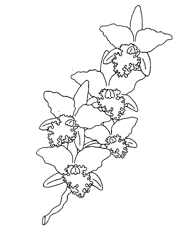 coloriage orchidee 04