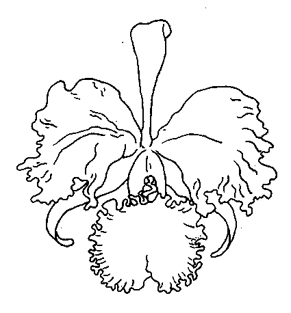 coloriage orchidee 05