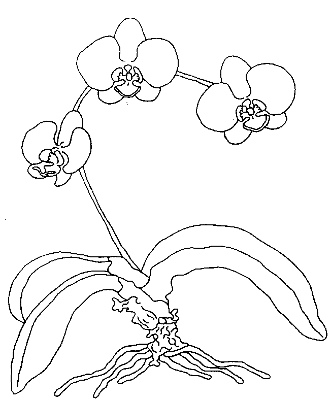 coloriage orchidee 06