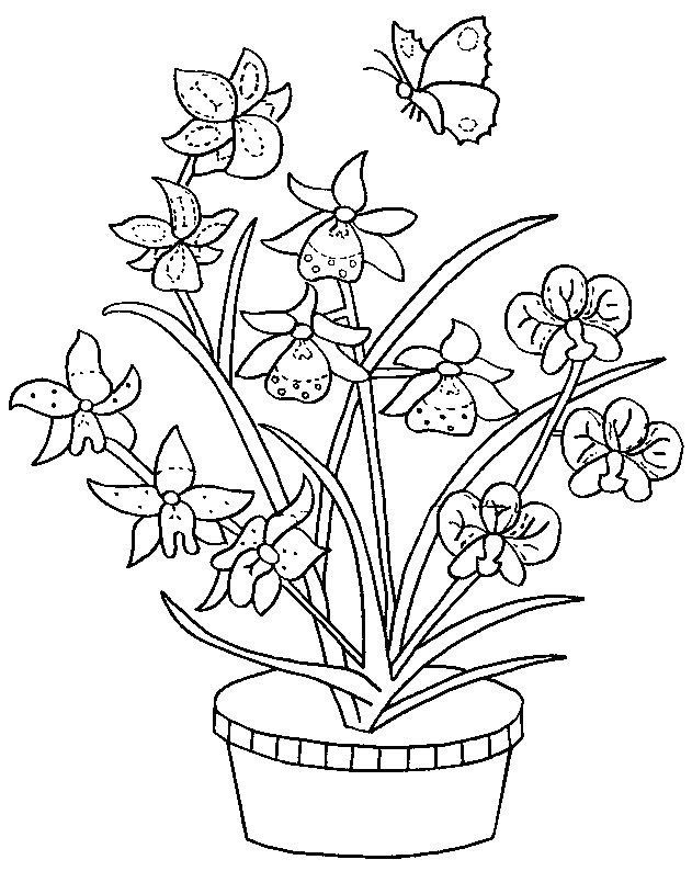 coloriage orchidee 07