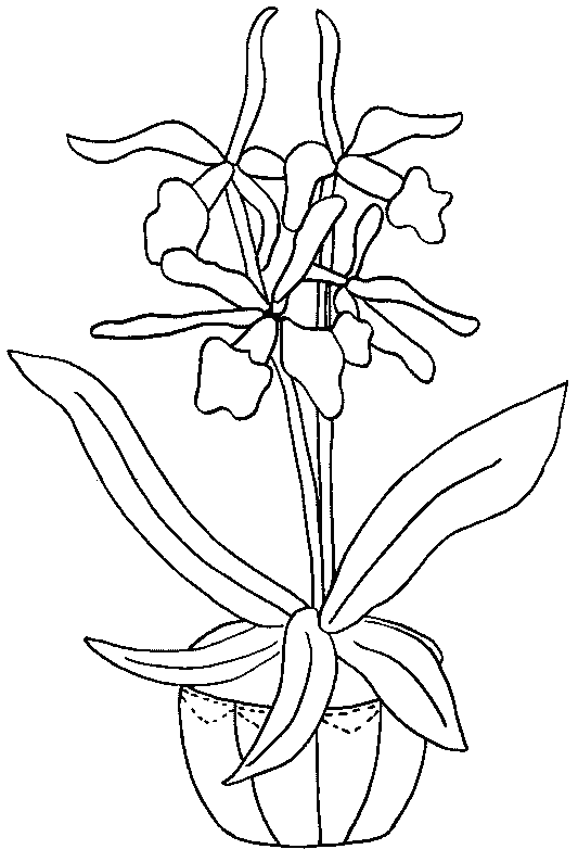 coloriage orchidee 09