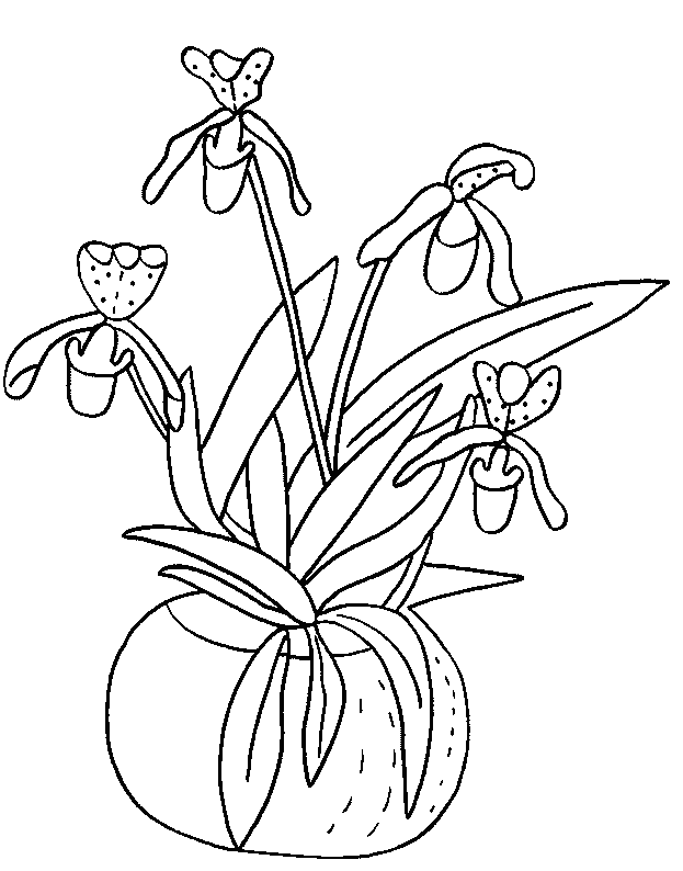 coloriage orchidee 10