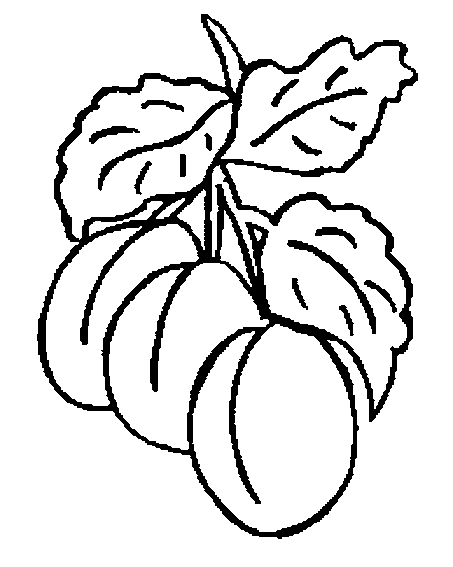 coloriage abricot 06