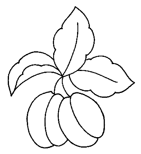 coloriage abricot 07