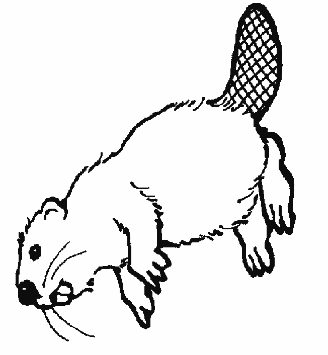 coloriage castor 01