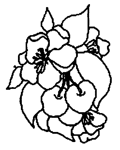 coloriage cerise 05