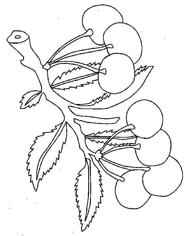 coloriage cerise 11