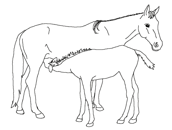coloriage cheval 02