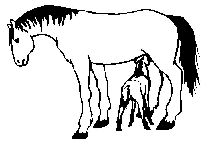 coloriage cheval 74
