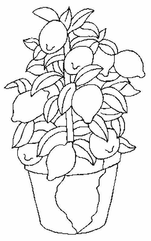 coloriage citron 06