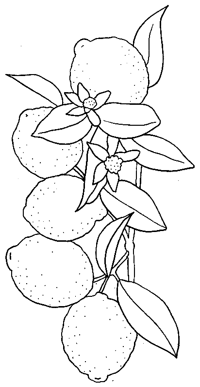 coloriage citron 08