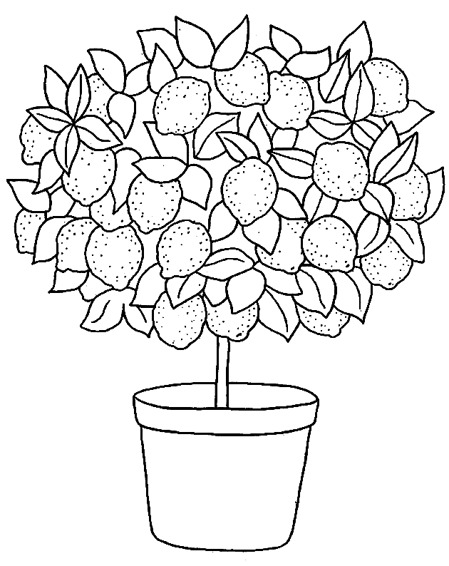 coloriage citron 09