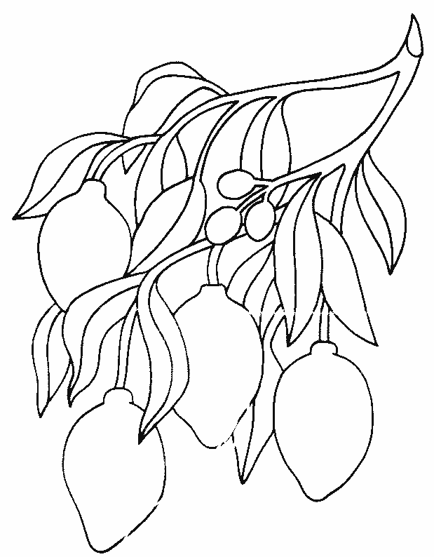 coloriage citron 16