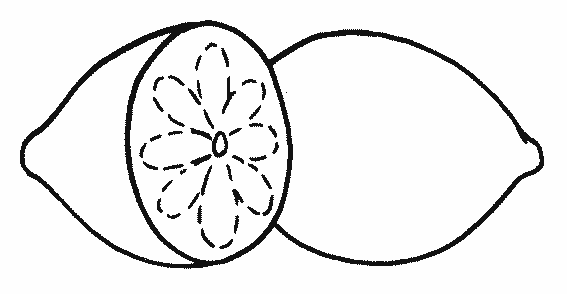 coloriage citron 17