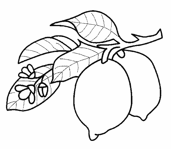 coloriage citron 21