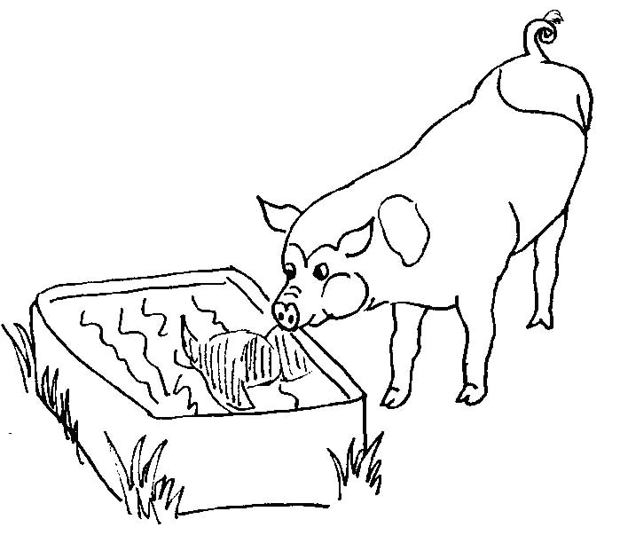 coloriage cochon 84
