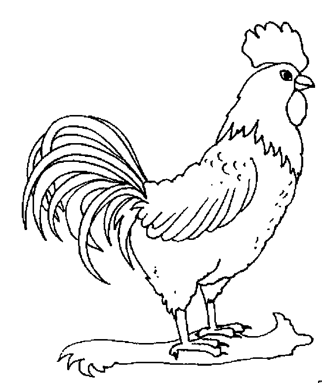 coloriage coq 16