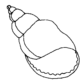 coloriage coquillage 02