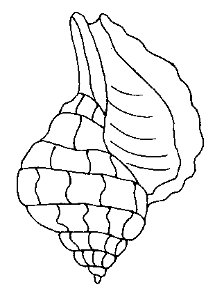 coloriage coquillage 03